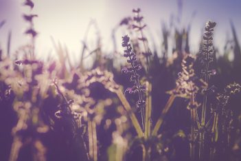 La visión y la estación de las flores: recomendaciones para los síntomas alérgicos en primavera