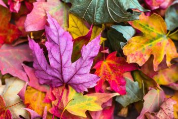 Ojo seco en otoño: alergias y picazón
