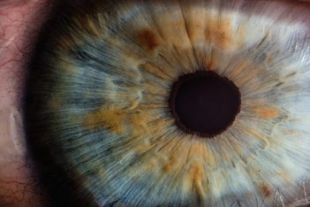 El potente alimento con vitamina E que mejora la visión y ayuda a prevenir las cataratas