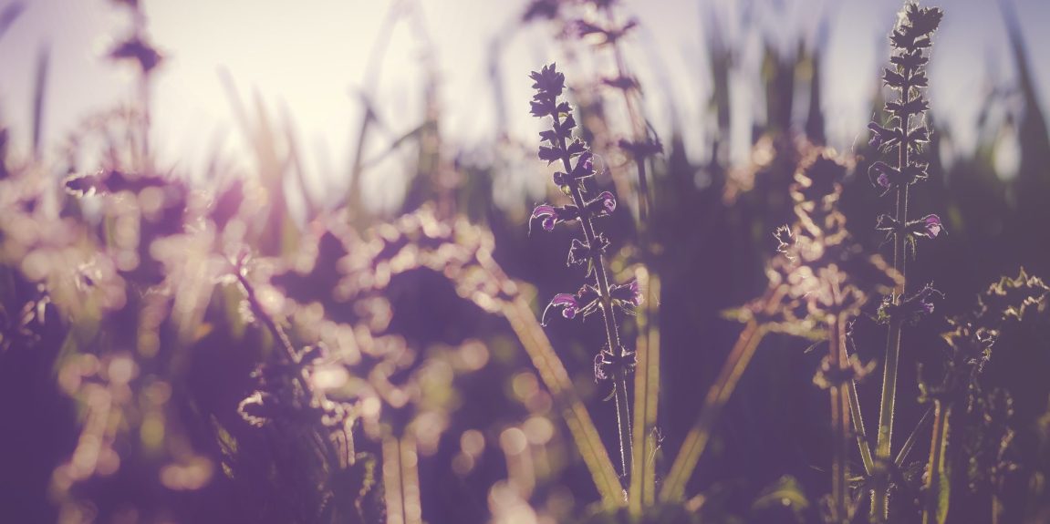 La visión y la estación de las flores: recomendaciones para los síntomas alérgicos en primavera