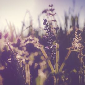 La visión y la estación de las flores: recomendaciones para los síntomas alérgicos en primavera