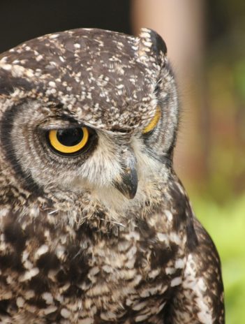 10 hábitos sanos para que nuestra vista no empeore con la edad