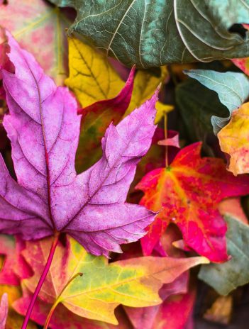 Ojo seco en otoño: alergias y picazón